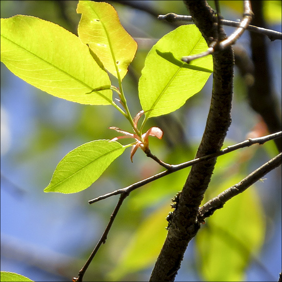 Trees of the Adirondack Park: Black Cherry on the Jenkins Mountain Trail (17 May 2015). Trees of the Adirondack Park: Black Cherry on the Jenkins Mountain Trail (17 May 2015).
