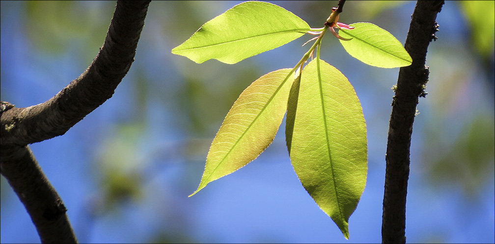 Trees of the Adirondack Park: Black Cherry on the Jenkins Mountain Trail (17 May 2015). Trees of the Adirondack Park: Black Cherry on the Jenkins Mountain Trail (17 May 2015).