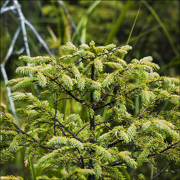 Trees of the Adirondack Wetlands: Black Spruce at the Paul Smiths VIC (2 August 2013) Trees of the Adirondack Wetlands: Black Spruce at the Paul Smiths VIC (2 August 2013)