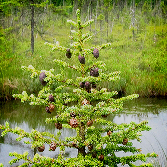 Trees of the Adirondack Park: Black Spruce on Barnum Bog at the Paul Smiths VIC (28 July 2012). Trees of the Adirondack Park: Black Spruce on Barnum Bog at the Paul Smiths VIC (28 July 2012).