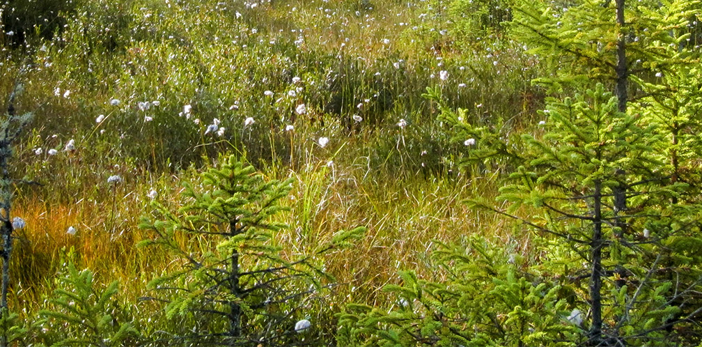 Trees of the Adirondacks: Black Spruce growing in a sea of Cotton Grass on Barnum Bog at the Paul Smiths VIC (22 September 2012). Trees of the Adirondacks: Black Spruce growing in a sea of Cotton Grass on Barnum Bog at the Paul Smiths VIC (22 September 2012).