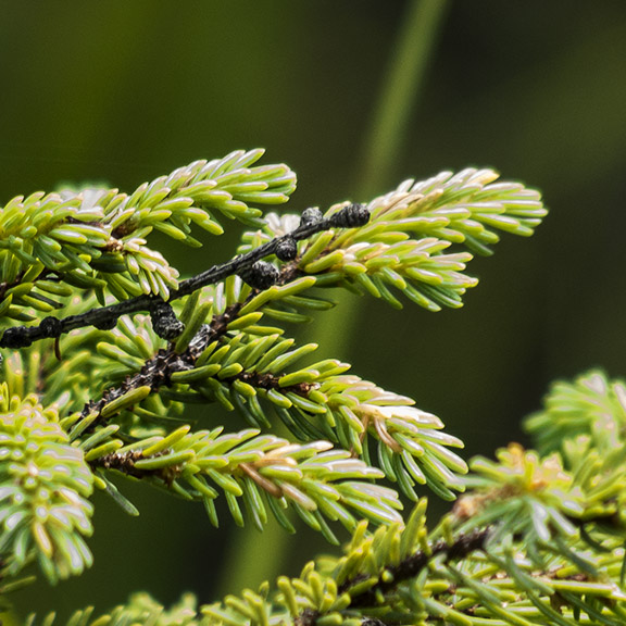 Trees of the Adirondack Park: Black Spruce on Barnum Bog at the Paul Smiths VIC (2 August 2013).Cherry on the Jenkins Mountain Trail (17 May 2015). Trees of the Adirondack Park: Black Spruce on Barnum Bog at the Paul Smiths VIC (2 August 2013).