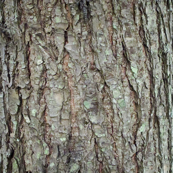 Trees of the Adirondack Park: Eastern Hemlock on the Barnum Brook Trail (21 July 2012). Trees of the Adirondack Park: Eastern Hemlock on the Barnum Brook Trail (21 July 2012).