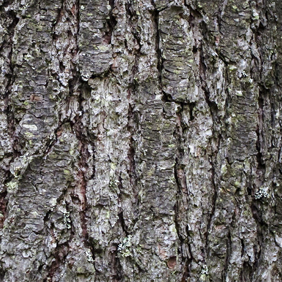 Trees of the Adirondack Park: Eastern White Pine on the Barnum Brook Trail (28 July 2012). Trees of the Adirondack Park: Eastern White Pine on the Barnum Brook Trail (28 July 2012).
