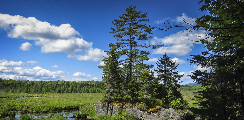 Trees of the Adirondacks: Eastern White Pine on the Barnum Brook Trail (31 May 2014) Trees of the Adirondacks: Eastern White Pine on the Barnum Brook Trail (31 May 2014)