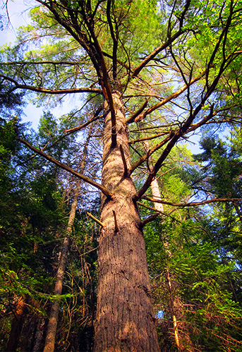 Trees of the Adirondack Park: Eastern White Pine on the Heron Marsh Trail. Trees of the Adirondack Park: Eastern White Pine on the Heron Marsh Trail.