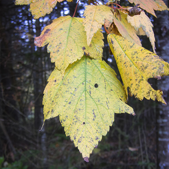 Trees of the Adirondack Park: Mountain Maple near Lake Placid (6 October 2017). Trees of the Adirondack Park: Mountain Maple near Lake Placid (6 October 2017).