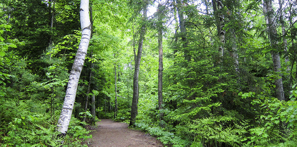 Trees of the Adirondack Park: Paper Birch (2 June 2012) Trees of the Adirondack Park: Paper Birch (2 June 2012)