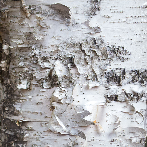 Adirondack Trees: Paper Birch at the Paul Smiths VIC (10-May-2014) Adirondack Trees: Paper Birch at the Paul Smiths VIC (10-May-2014)