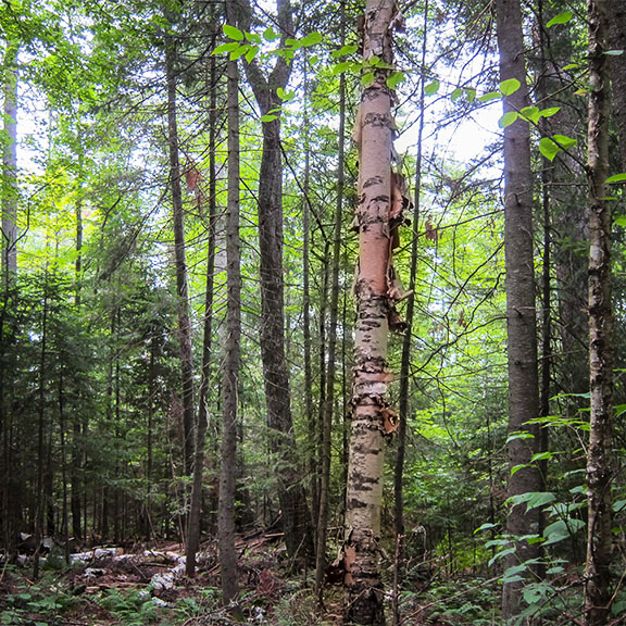 Trees of the Adirondacks: Paper Birch on the Barnum Brook Trail (28 July 2012). Trees of the Adirondacks: Paper Birch on the Barnum Brook Trail (28 July 2012).