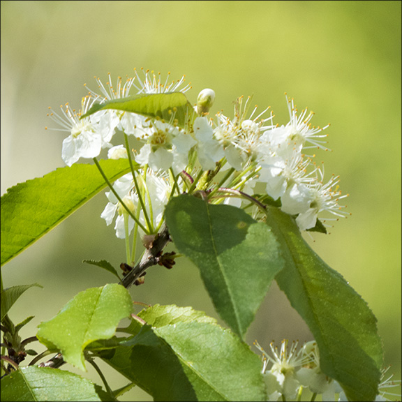 Pin Cherry in bloom near the Barnum Brook Trail gazebo at the Paul Smiths VIC (17 May 2015) Pin Cherry in bloom near the Barnum Brook Trail gazebo at the Paul Smiths VIC (17 May 2015)