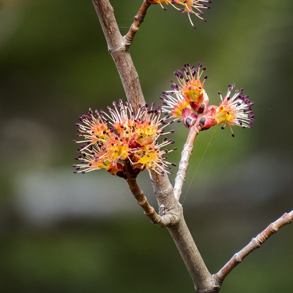 Trees of the Adirondack Park: Red Maple flowers from the Jenkins Mountain Trail overlook (5 May 2015). Trees of the Adirondack Park: Red Maple flowers from the Jenkins Mountain Trail overlook (5 May 2015).