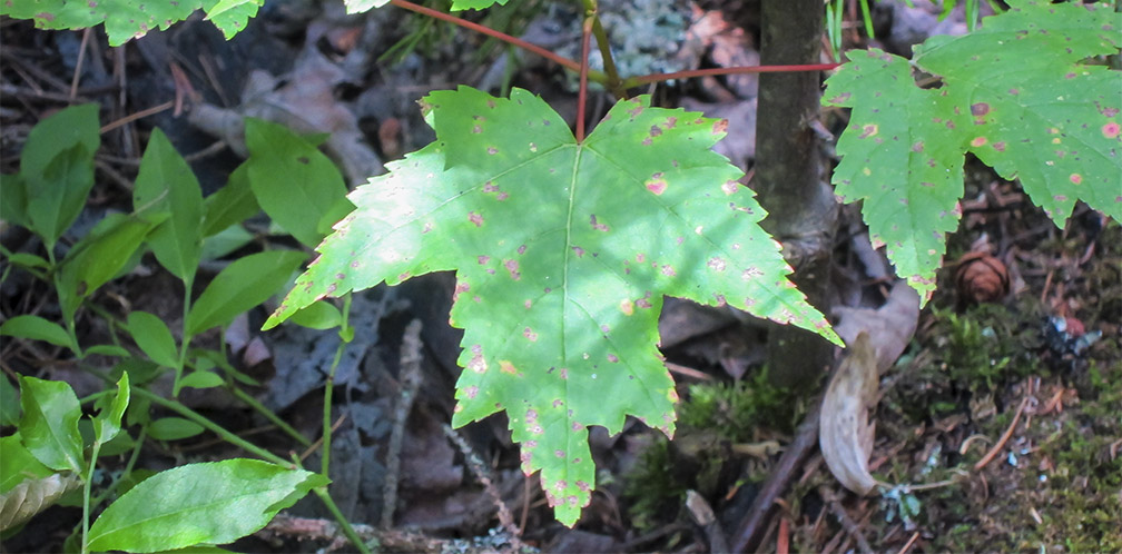 Trees of the Adirondacks: Red Maple on the Barnum Brook Trail (21 July 2012). Trees of the Adirondacks: Red Maple on the Barnum Brook Trail (21 July 2012).