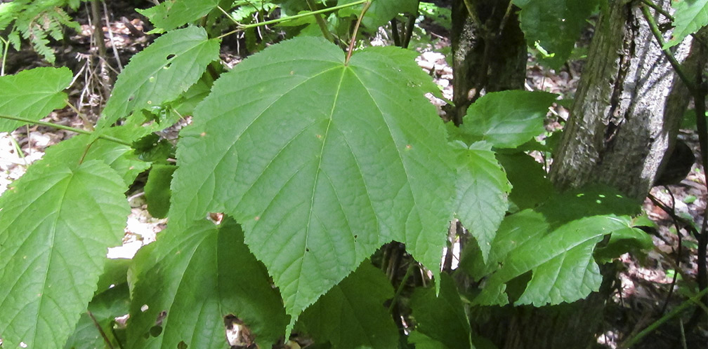 Trees of the Adirondacks: Striped Maple on the Barnum Brook Trail (21 July 2012). Trees of the Adirondacks: Striped Maple on the Barnum Brook Trail (21 July 2012).