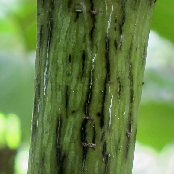 Trees of the Adirondack Park: Striped Maple on the Barnum Brook Trail (28 July 2012). Trees of the Adirondack Park: Striped Maple on the Barnum Brook Trail (28 July 2012).