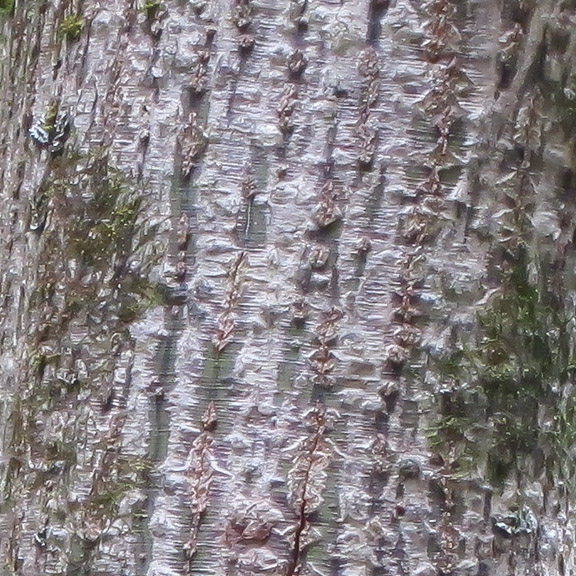 Trees of the Adirondack Park: Striped Maple on the Barnum Brook Trail (28 July 2012). Trees of the Adirondack Park: Striped Maple on the Barnum Brook Trail (28 July 2012).