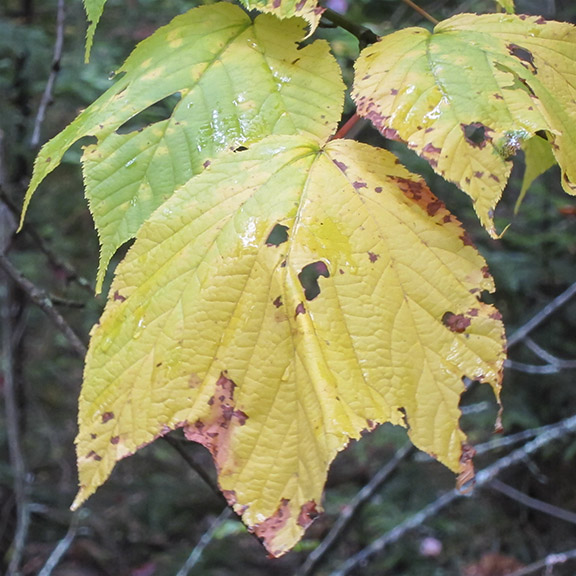 Trees of the Adirondack Park: Striped Maple on the Barnum Brook Trail (26 September 2012). Trees of the Adirondack Park: Striped Maple on the Barnum Brook Trail (26 September 2012).
