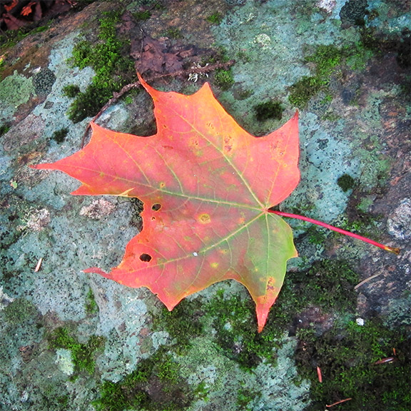 Trees of the Adirondacks: Sugar Maple at the Paul Smiths VIC (19 September 2012) Trees of the Adirondacks: Sugar Maple at the Paul Smiths VIC (19 September 2012)