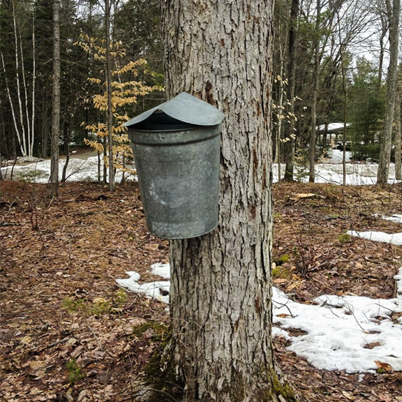 Trees of the Adirondacks: Sugar Maple at the Paul Smiths VIC. Trees of the Adirondacks: Sugar Maple at the Paul Smiths VIC.