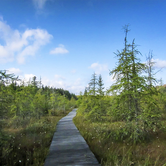 Trees of the Adirondacks: Tamaracks on Barnum Bog (22 September 2012). Trees of the Adirondacks: Tamaracks on Barnum Bog (22 September 2012).