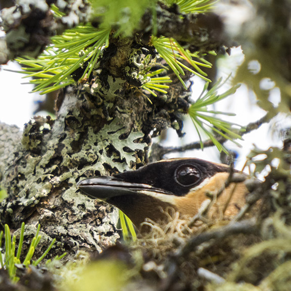 rees of the Adirondacks: Cedar Waxwing on her nest in a Tamarack on Barnum Bog at the VIC (19 July 2014). Trees of the Adirondacks: Cedar Waxwing on her nest in a Tamarack on Barnum Bog at the VIC (19 July 2014).