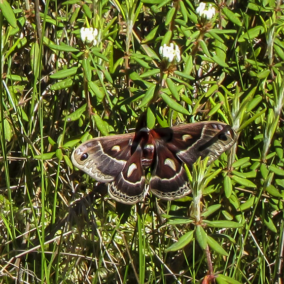 Trees of the Adirondacks: Columbia Silkmoth on Barnum Bog (3 June 2011). Trees of the Adirondacks: Columbia Silkmoth on Barnum Bog (3 June 2011).