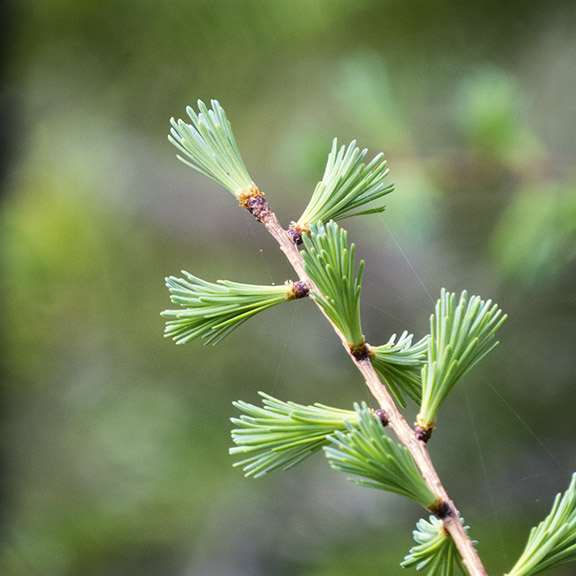 Trees of the Adirondacks: Tamaracks on Barnum Bog at the Paul Smiths VIC (17 May 2015). Trees of the Adirondacks: Tamaracks on Barnum Bog at the Paul Smiths VIC (17 May 2015).