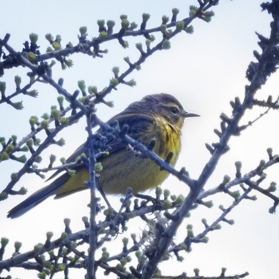 Trees of the Adirondacks: Palm Warbler in a Tamarack on Barnum Bog at the Paul Smiths VIC (18 May 2014). Trees of the Adirondacks: Palm Warbler in a Tamarack on Barnum Bog at the Paul Smiths VIC (18 May 2014).