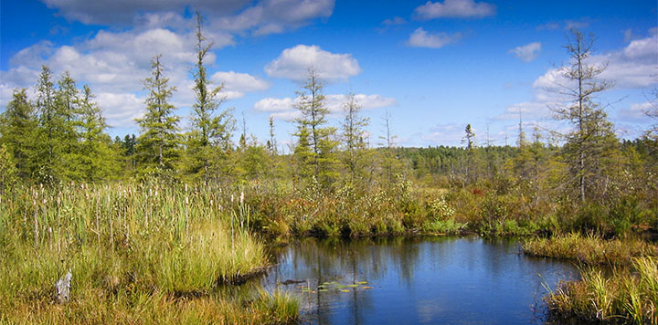 Trees of the Adirondack Wetlands: Black Spruce and Tamarack on Heron Marsh at the Paul Smiths VIC (19 September 2014) Trees of the Adirondack Wetlands: Black Spruce and Tamarack on Heron Marsh at the Paul Smiths VIC (19 September 2014)
