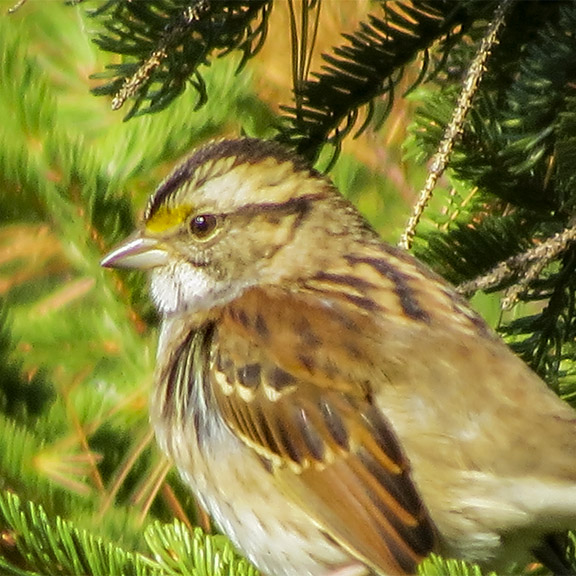 Birds of the Adirondack Park: White-throated Sparrow in a Red Spruce tree on the Barnum Brook Trail at the Paul Smiths VIC (6 October 2014). Birds of the Adirondack Park: White-throated Sparrow in a Red Spruce tree on the Barnum Brook Trail at the Paul Smiths VIC (6 October 2014).