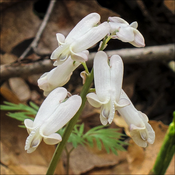 rees of the Adirondacks: Squirrel Corn near Craig Wood Golf Course, Lake Placid (19 May 2011). Trees of the Adirondacks: Squirrel Corn near Craig Wood Golf Course, Lake Placid (19 May 2011).