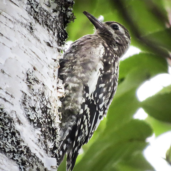 Birds of the Adirondack Park: Juvenile Yellow-belled Sapsucker near Craig Wood Golf Course, Lake Placid (7 August 2015). Birds of the Adirondack Park: Juvenile Yellow-belled Sapsucker near Craig Wood Golf Course, Lake Placid (7 August 2015).