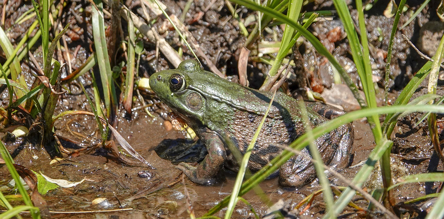 Green Frog | Lithobates clamitans