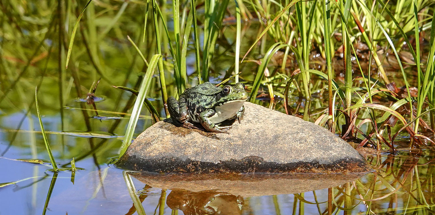 Adirondack Amphibians and Reptiles