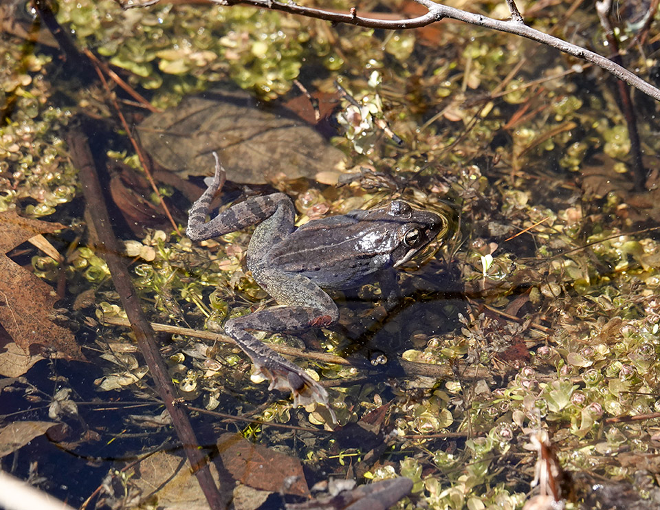 deciduous forest frogs