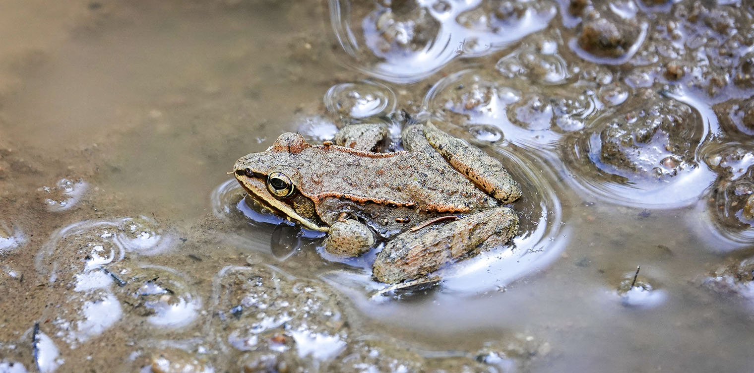 Wood Frog (Rana sylvatica), Allegany County, NY USA Near Ho…