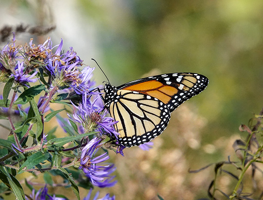 Adirondack Butterflies: Monarch at Hulls Falls Road (10 October 2018)