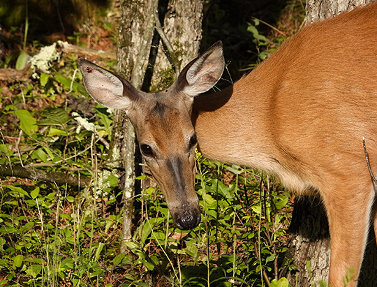 Adirondack Mammals: White-tailed Deer at Hulls Falls Road (30 July 2018)