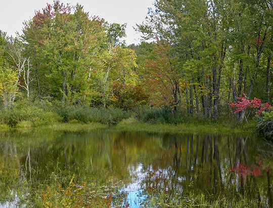 Adirondack Wetlands: Beaver pond at Hulls Falls Road (29 September 2018)
