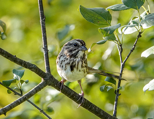 Adirondack Birding: Song Sparrow at Hulls Falls Road (10 October 2018)