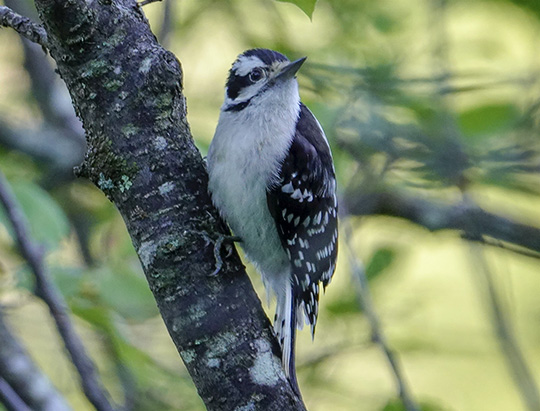 Adirondack Birding: Downy Woodpecker at Hulls Falls Road (18 July 2018)