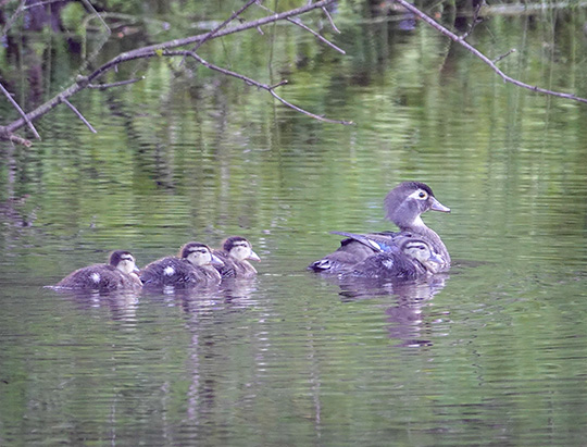 Adirondack Birding: Wood Duck and ducklings at Hulls Falls Road (29 June 2018)