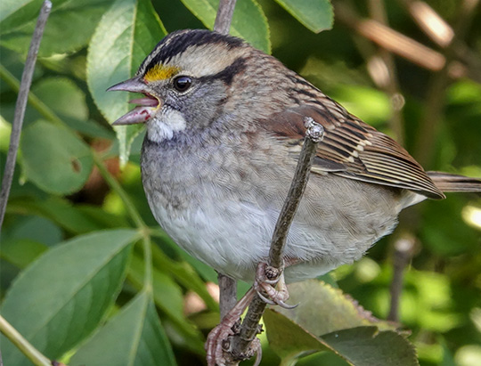 Adirondack Birding: White-throated Sparrow on the Jackrabbit Trail at River Road (8 September 2018)