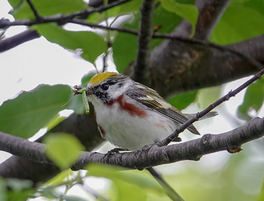 Adirondack Birding: Chestnut-sided Warbler on the Jackrabbit Trail at River Road (21 June 2018)