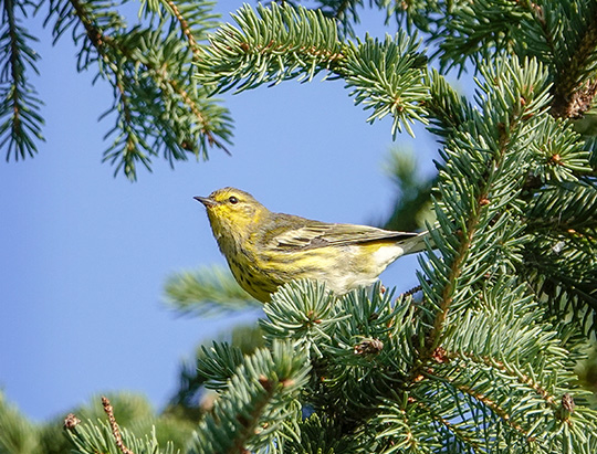 dirondack Birding: Cape May Warbler on the Jackrabbit Trail at River Road (24 August 2018)