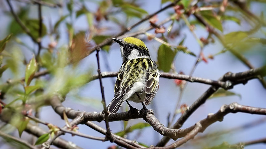 Birds of the Adirondacks: Chestnut-sided Warbler (Setophaga pensylvanica) on the Jackrabbit Trail at River Road (13 May 2024). 