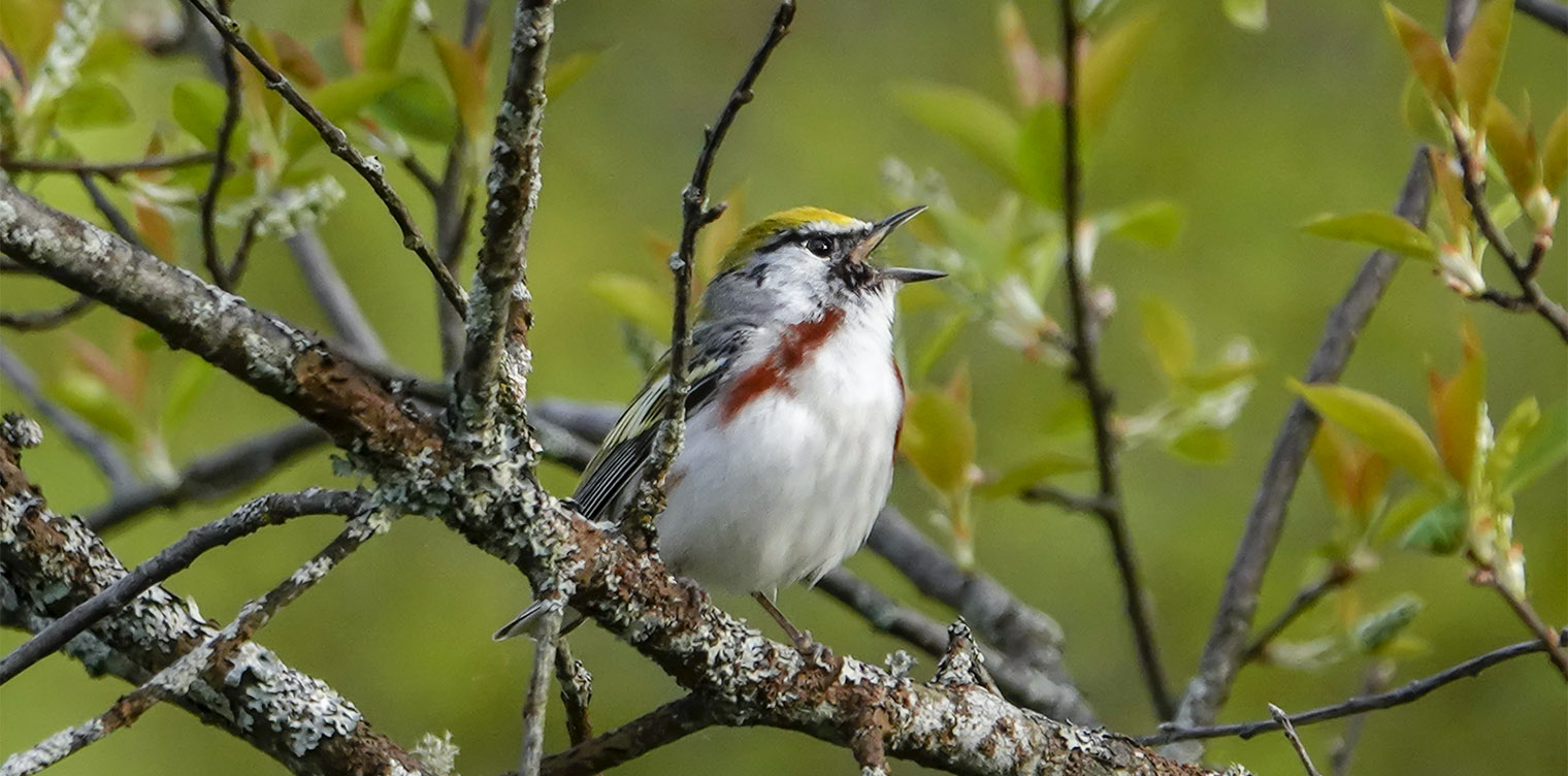 Adirondack Birds Chestnut Sided Warbler Setophaga Pensylvanica