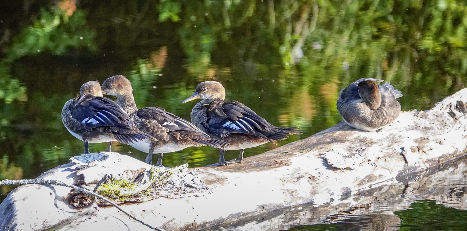 Adirondack Birding:  Juvenile Hooded Mergansers on the Ausable River on the Jackrabbit Trail at River Road (27 August 2018). 