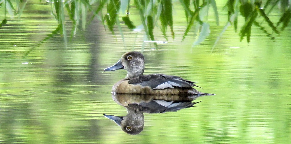 Adirondack Birds: Ring-necked Duck on Heron Marsh at the Paul Smith's College VIC (11 July 2017).