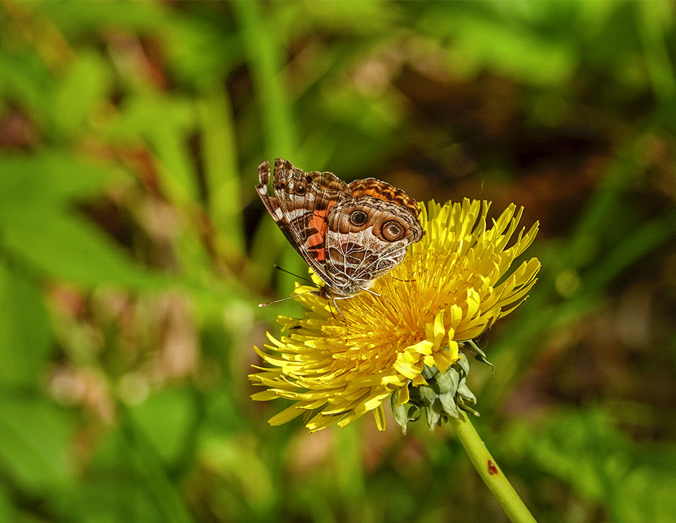 Butterflies of the Adirondack Park: American Lady near Craig Wood Golf Course (9 June 2019). 